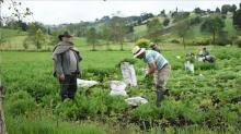 Cámara de Representantes aprobó proyecto de ley estatutaria de Jurisdicción Agraria y Rural