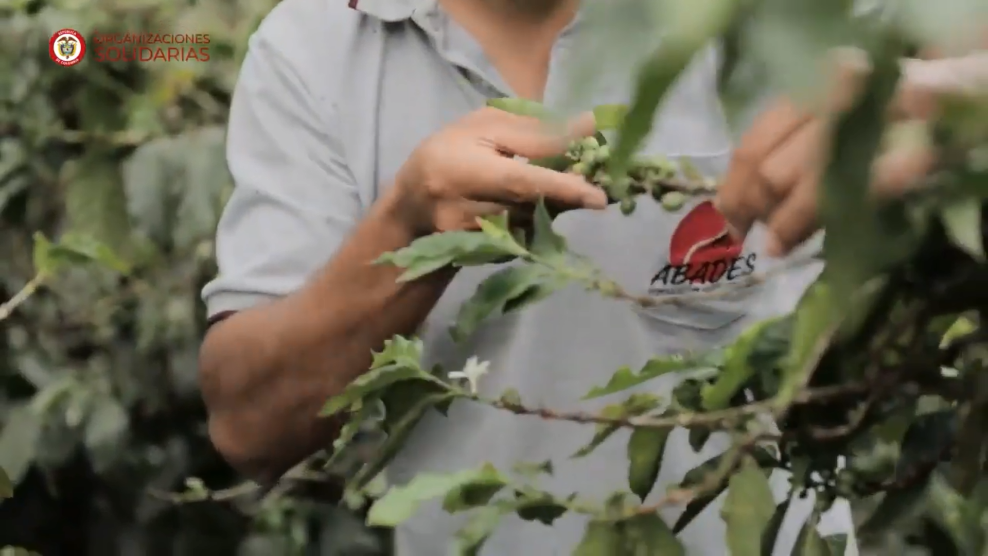 Experiencia Microfranquicia tierras cafeteras sabor y origen