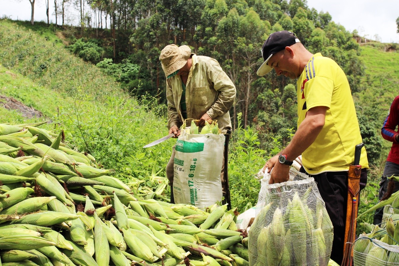 El agro continúa apalancando el trabajo en Colombia El agro continúa apalancando el trabajo en Colombia