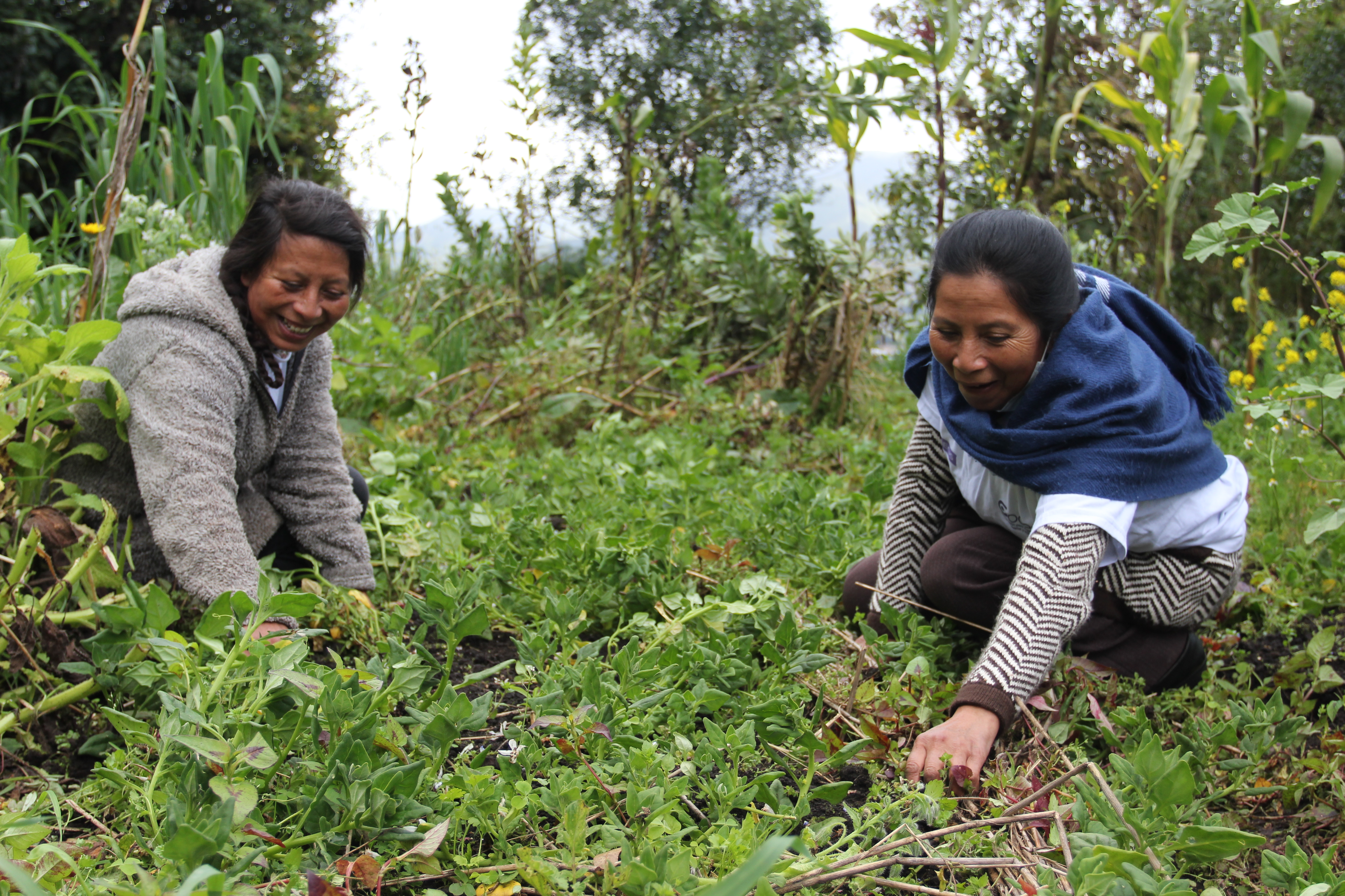 Participe en el Mercado Regional de Mujeres Rurales en Popayán, Cauca