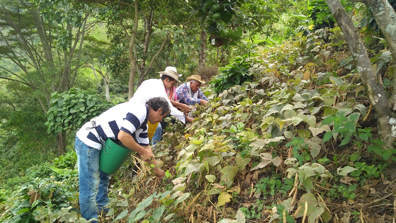 Avanza Plan Catatumbo con compra de tierras para campesinos Avanza Plan Catatumbo con compra de tierras para campesinos