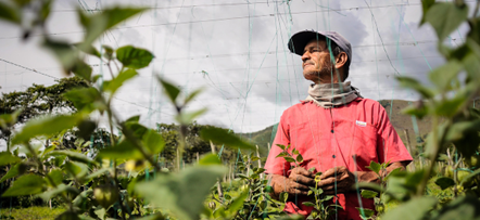 El sector agropecuario, una de las actividades económicas que más empleo generó en septiembre en el país El sector agropecuario, una de las actividades económicas que más empleo generó en septiembre en el país
