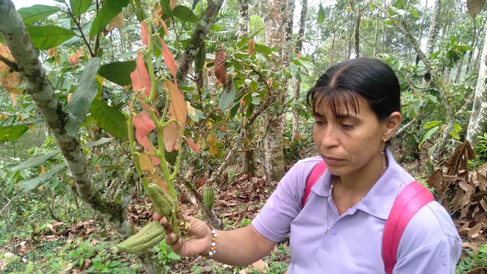 Mujeres boyaceses superan la violencia y cambian cacao por coca Mujeres boyaceses superan la violencia y cambian cacao por coca