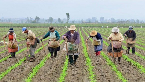 Asociatividad campo