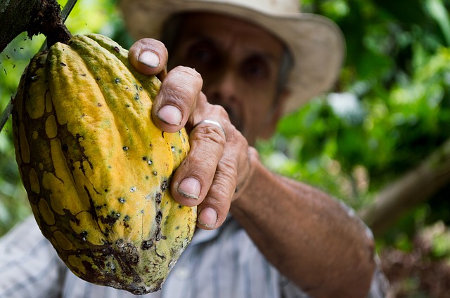 Guaviare Cacaoteros