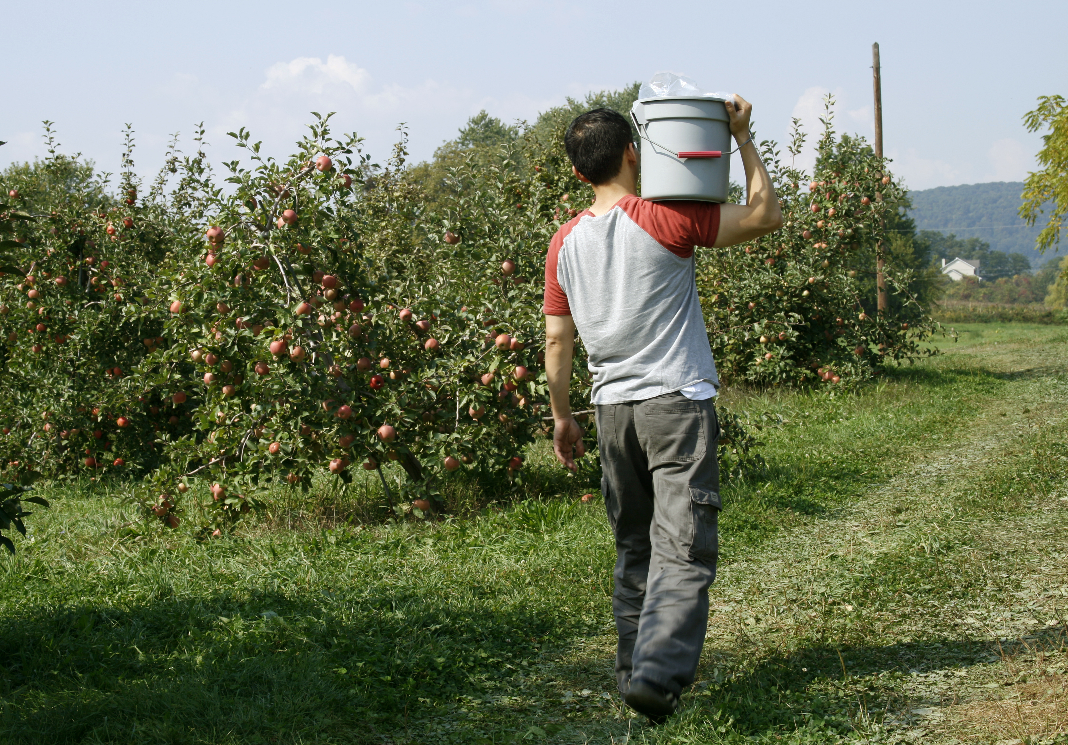 Campesinos Mercados