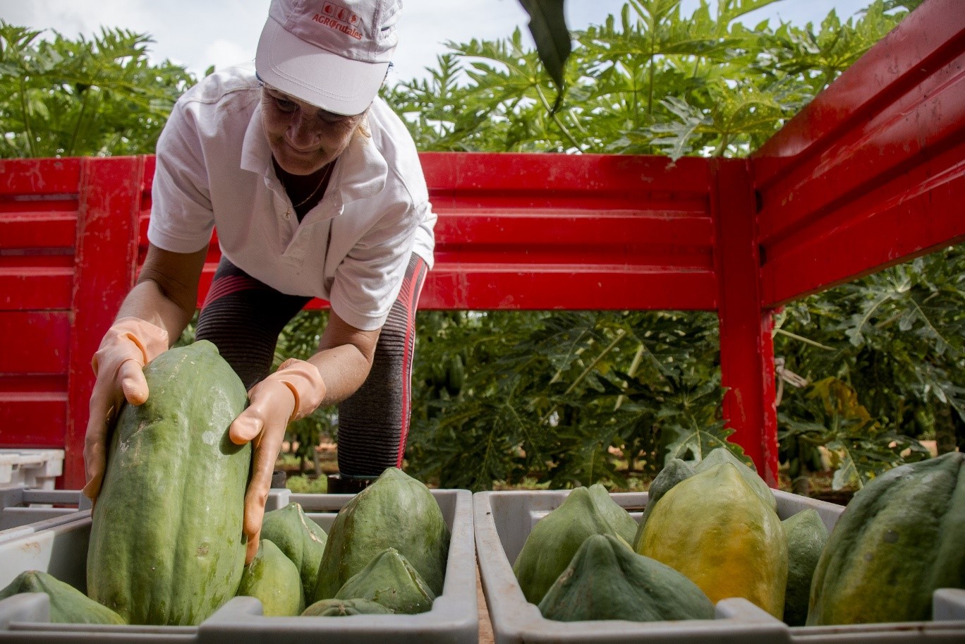 Agrofrutales Agrofrutales