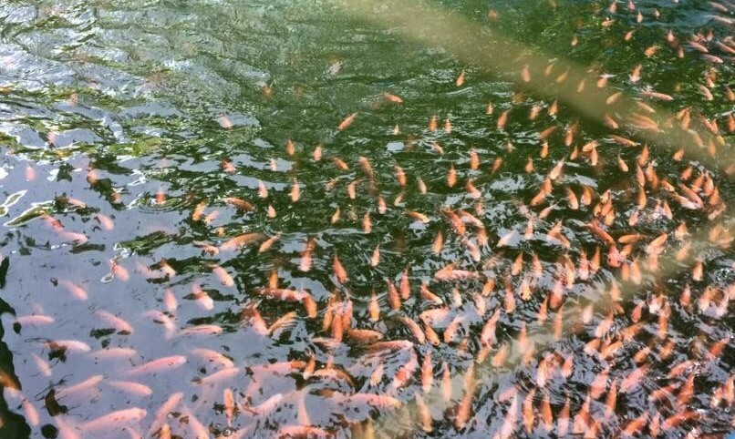 Jóvenes rurales producen tilapia roja en La Guajira Jóvenes rurales producen tilapia roja en La Guajira