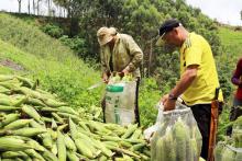 El agro continúa apalancando el trabajo en Colombia