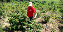 Con proyectos productivos, continúa reparación colectiva a víctimas del conflicto