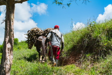 el empleo en el campo registró más de 3 millones de personas ocupadas
