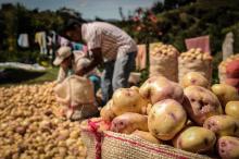Más de 100 productores de papa en Boyacá avanzan en asociatividad
