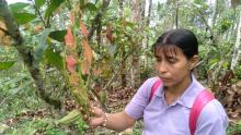 Mujeres boyaceses superan la violencia y cambian cacao por coca
