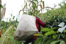 Nueva jornada de mercados campesinos en el Meta