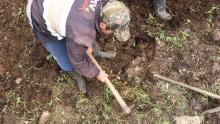 Agricultura jalonó la economía colombiana