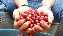 Impulsar el cooperativismo, el llamado del Ministerio de Hacienda después del buen momento del sector cafetero