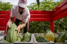 Agrofrutales