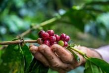 Gobierno del Cambio busca instalar una Mesa Nacional de impulso a los cafeteros del país