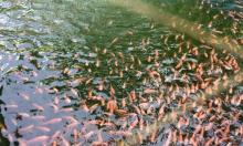 Jóvenes rurales producen tilapia roja en La Guajira
