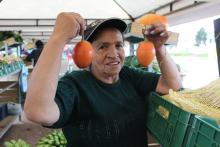 Mercados Campesinos Solidarios 